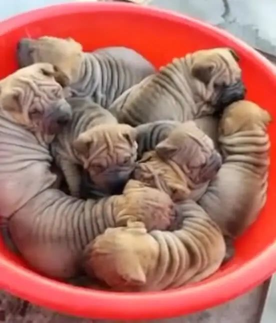 一盆小狗像肉卷 个个都奇皱无比 网友 越皱越贵 沙皮 沙皮狗 狗狗