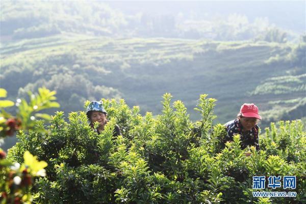 6月4日,工作人員在燕山鄉泉水村楊梅基地採摘楊梅.