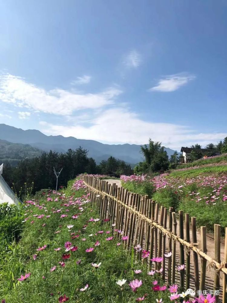 丰都新添小花海浪漫了整个夏天