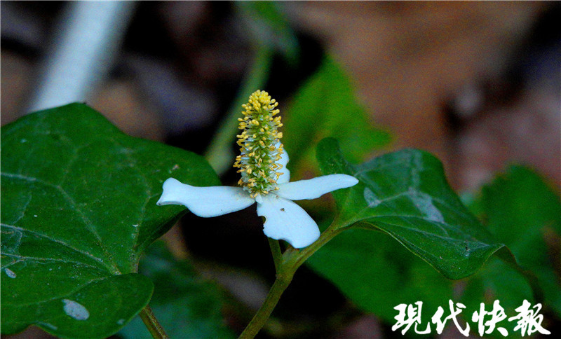 鱼腥草