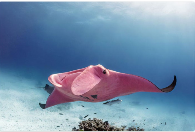一名澳大利亚潜水员遇到了一条独特的粉色蝠鲼就像粉色的披风