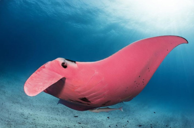 一名澳大利亚潜水员遇到了一条独特的粉色蝠鲼就像粉色的披风