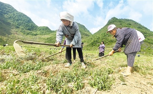 廣西百色隆林各族自治縣種桑養蠶穩增收