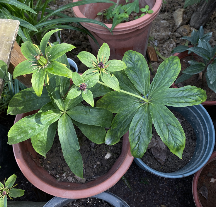 七叶一枝花与七步蛇做伴的仙草