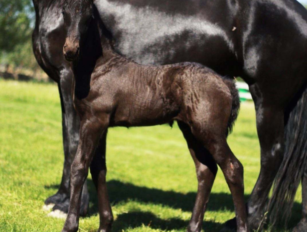 英国美女捡到一匹小马,越养越不对劲,专家直呼:捡到宝了!