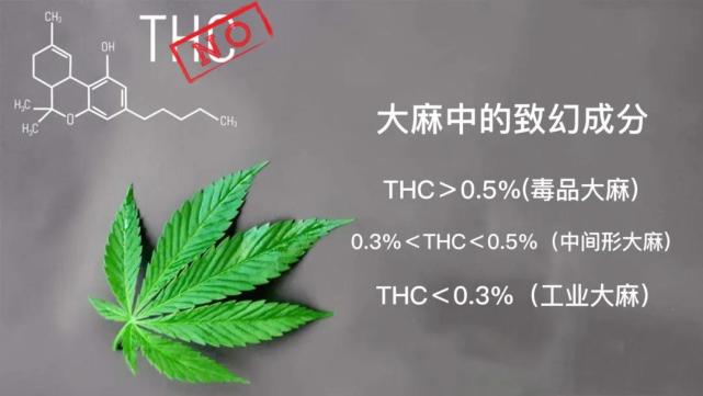 工业大麻|大麻合法化|大麻