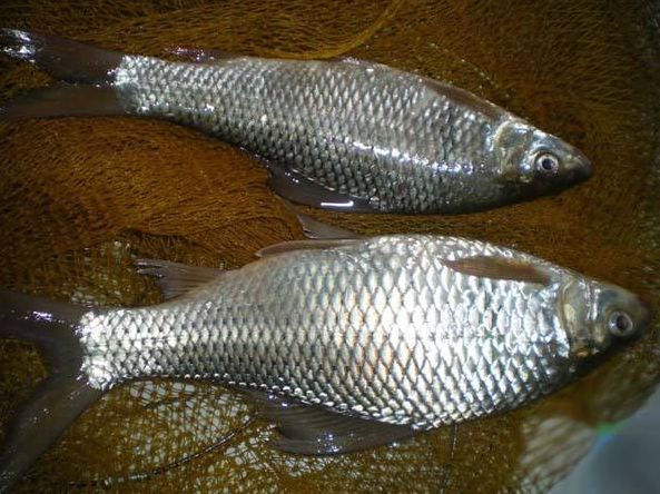 夏天钓鲮鱼梅州钓法是最佳钓法用本汀鱼竿钓大鲮鱼有奇效手感让人着迷