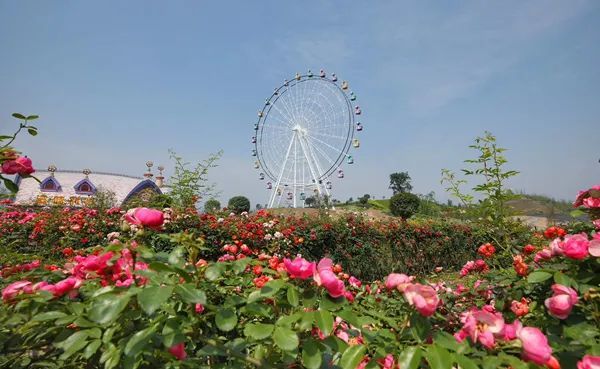 犍为龙门花海景区图片