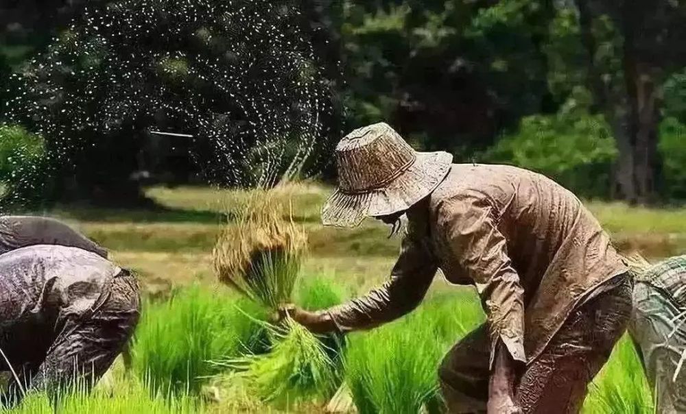 芒种 始于希望 收获美好 腾讯新闻