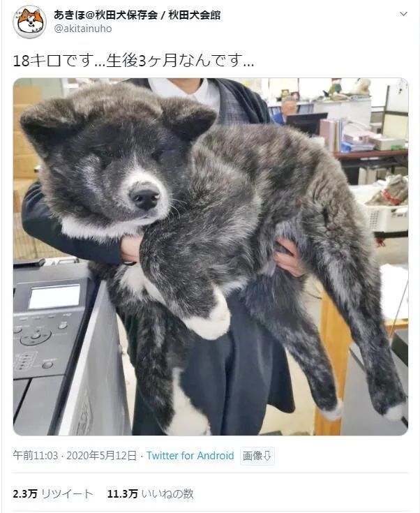 还记得3月大就18公斤的小秋田吗 后来它长成了一头熊 腾讯新闻