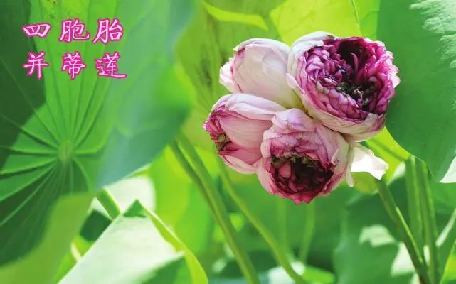 荷城贵港10天惊现10朵并蒂莲