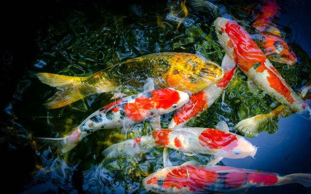 中国传统鲤鱼文化 除了是美食 吉祥物 还曾是至高无上权力象征 鲤鱼 唐朝 孔子