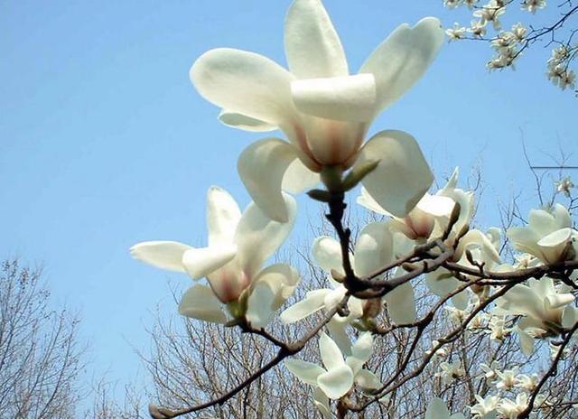 最适合北方种的3种树 耐热开花多 到了夏天满树花 樱花 樱花树 北方 树苗 盆栽 白玉兰