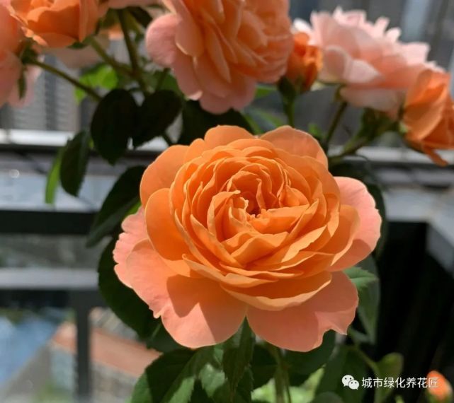 夏季养月季花盆栽 你认识叶蜂虫害吗 看图识别叶蜂和茎蜂 腾讯网