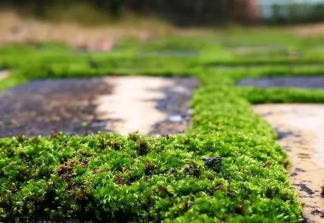 种植花卉通用的3种土 花友 不再怕烂根了 腾讯网