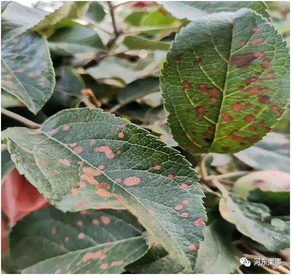 临猗苹果套袋正当时,苹果树斑点落叶病防治方法及内容_腾讯新闻