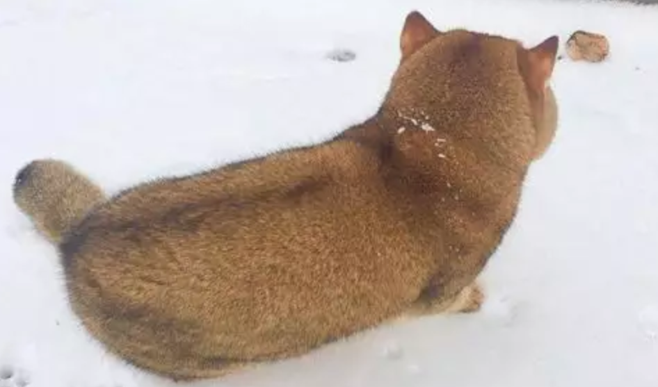 主人带 柴犬 去玩雪 一看正面网友全笑翻 原来是一只肥猫 腾讯新闻