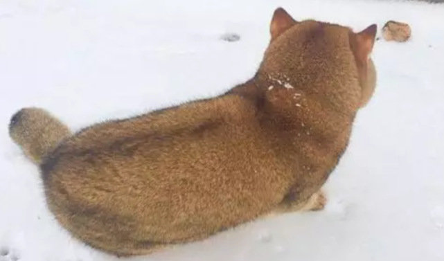 主人带 柴犬 去玩雪 一看正面网友全笑翻 原来是一只肥猫