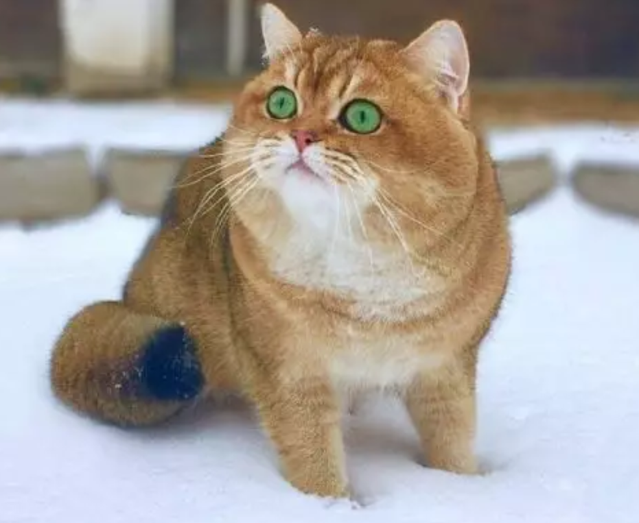 主人带 柴犬 去玩雪 一看正面网友全笑翻 原来是一只肥猫 腾讯新闻