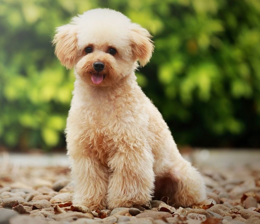 最适合城市饲养的三种小型犬 有你家爱犬吗 腾讯新闻