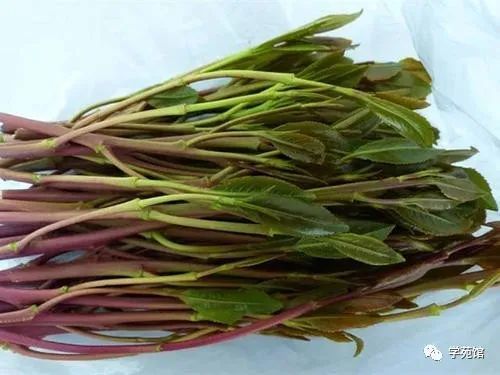 毒品原植物 恰特草 腾讯新闻