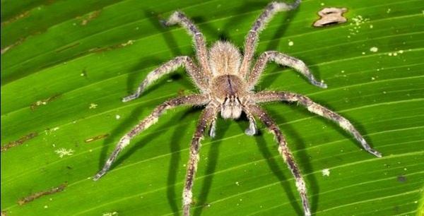 除了黑寡妇等一些大型蜘蛛外,亚马逊丛林里还生活着很多流浪蛛,也