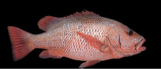 紫红笛鲷是什么 又名红友 深海鱼 鲷鱼 鱼面 玉米油