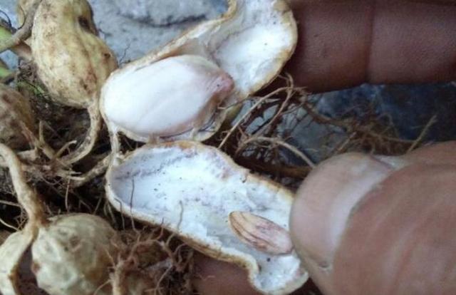 例如钙钼硼等元素,很多农友反映,花生用了很多肥料,但是总不