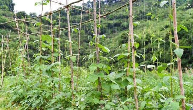 豆角好吃经济效益高掌握栽培四大要素是关键