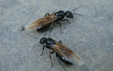 入汛后白蚁扎堆谈恋爱上海常见的有三种家附近行道树有巢穴怎么办