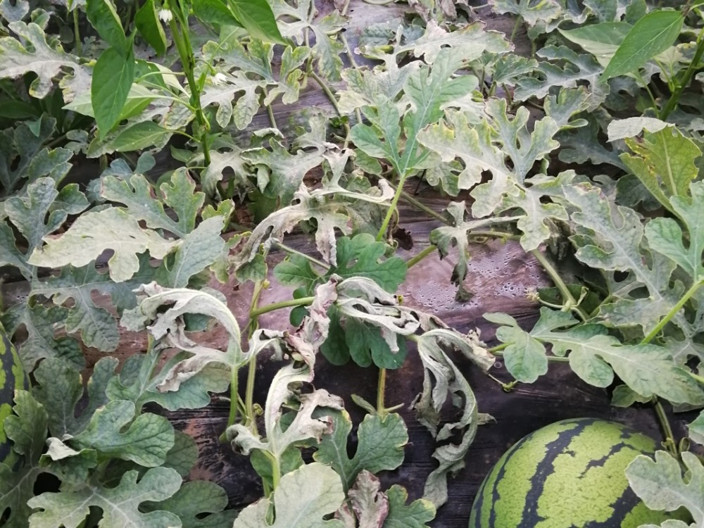 西瓜怎么就突然萎蔫了?实用的枯萎病防治技术来了