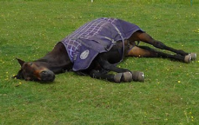 马站着也能睡觉你知道吗