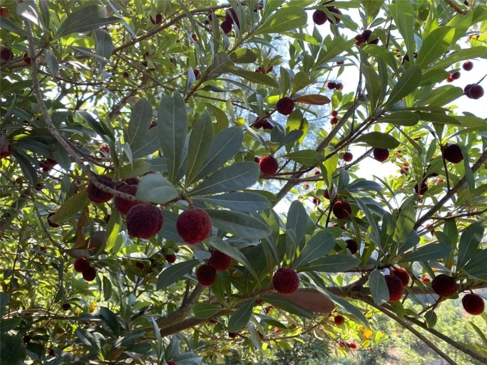 在威远县严陵镇龙泉村(原铺子湾护林村),50亩杨梅已红透枝头.