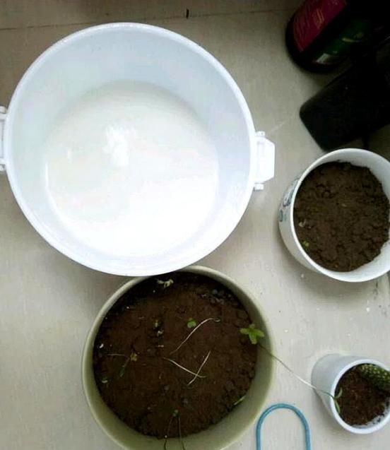 夏季浇花,想要增加点营养该怎么办?自制3种水肥,省钱又实用