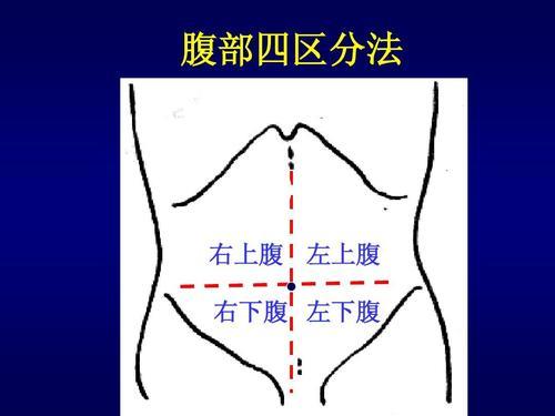 腹部四分法图图片