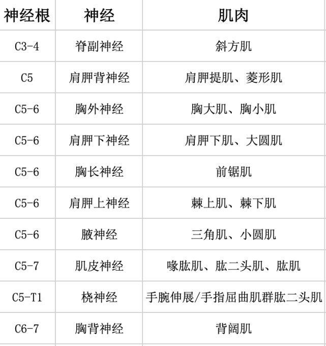 成人骨折临床愈合时间7. 触诊体表标志8. 常用螺钉9. 肌力测定10.