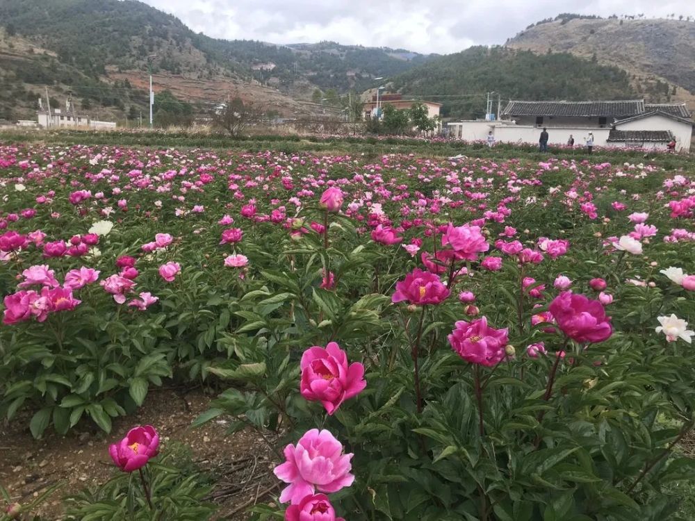 野租泉绽放 芍药花 腾讯新闻