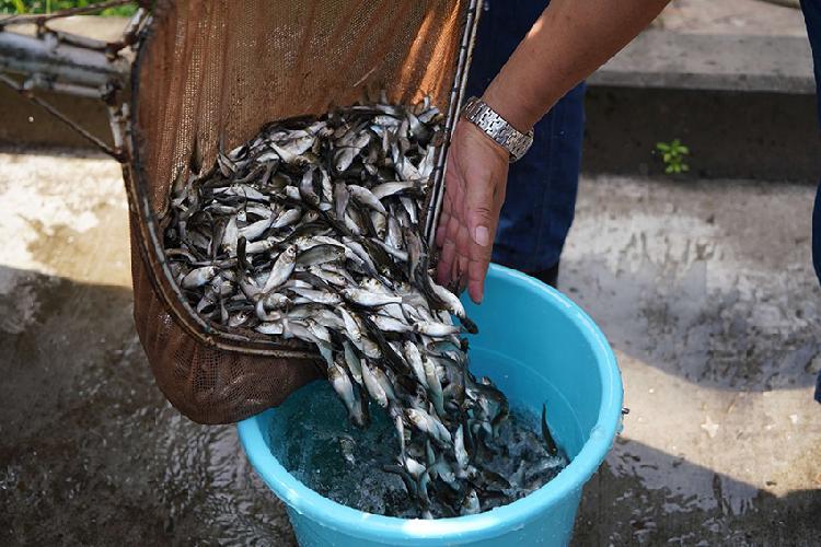 20餘萬尾魚苗放生河流他們修復生態做了這些事