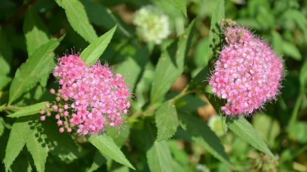 蔷薇的小众化品种 零下度无所畏惧 新手小白种植首选 绣线菊 蔷薇 花卉