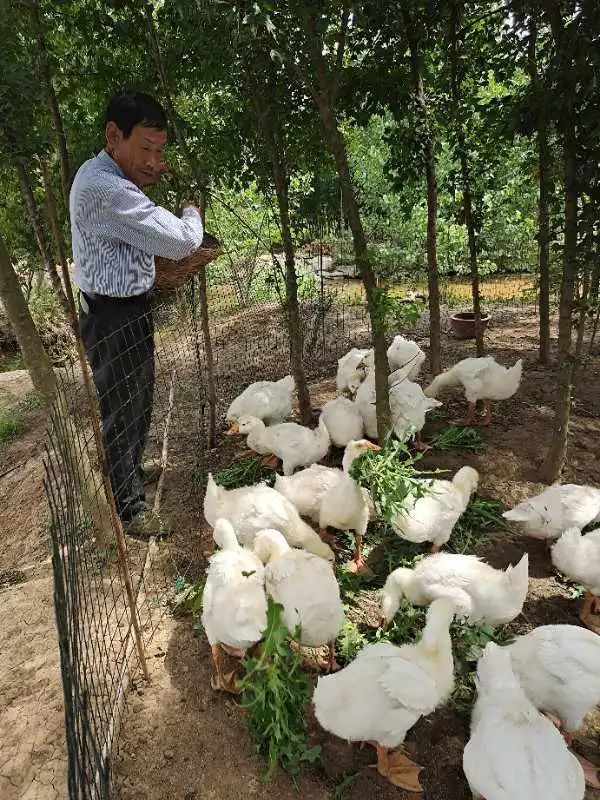 关于穷人养殖什么最挣钱我是山区的的信息