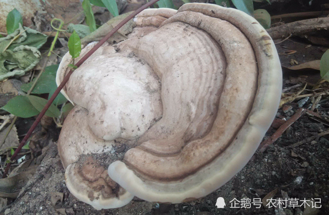 告诉农村老乡,此为白灵芝,山里遇见要重视,价值珍贵