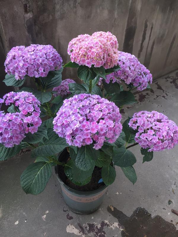 盆栽绣球花,这款很优秀,花大色艳,种植容易,花期长,值得入手