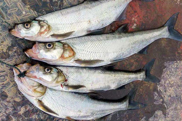 民间钓翘嘴鲌鱼的五种方法盛夏高温鱼难钓这种鱼反而更好钓