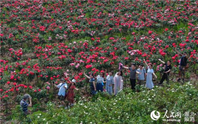 200天超长花期吸引游人|朝阳村|湖北襄阳|月季园|襄阳|卧龙镇|游人
