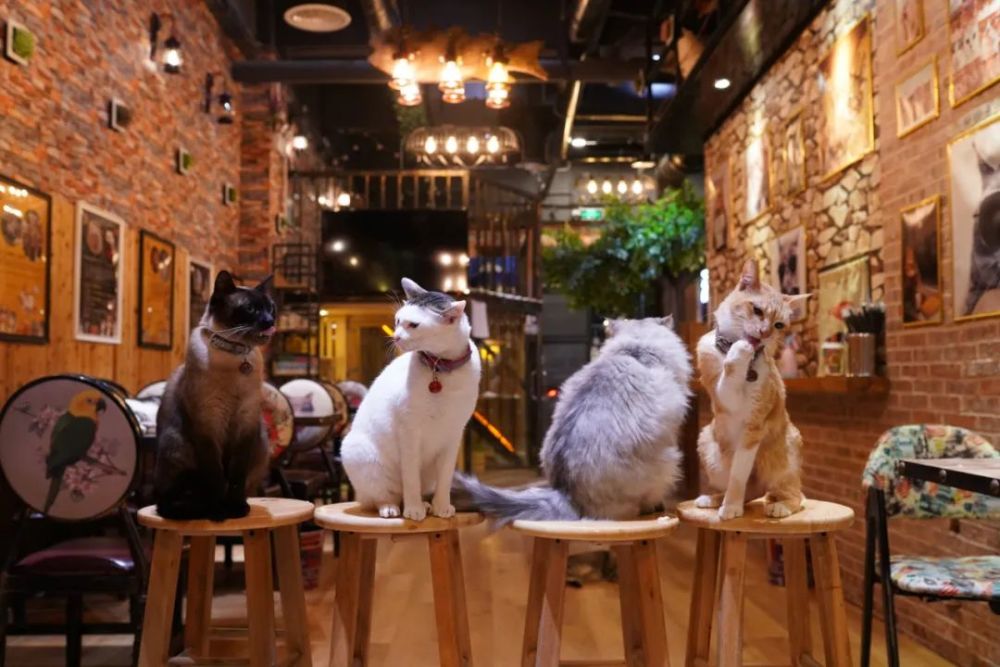 珠海这家"撸猫"胜地吸睛无数,吸猫终于提上日程了!_腾讯新闻