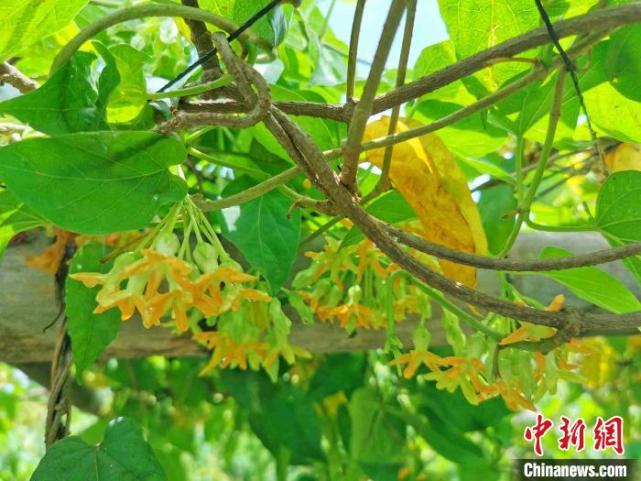 夜兰花：广东侨乡台山人餐桌上的新宠_腾讯新闻