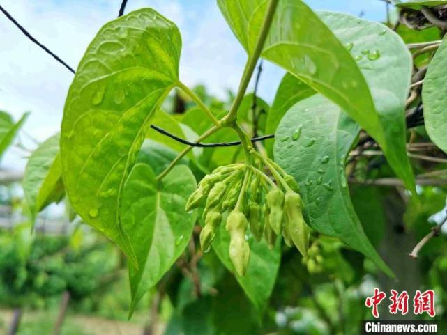 夜兰花：广东侨乡台山人餐桌上的新宠_腾讯新闻