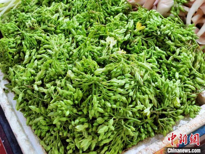 花苞饱满且未绽放的夜兰花 李晓春 摄"其实种植夜兰