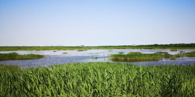 天津有个偏野外的自然湿地免费景点面积大且幽静本地人亲近大自然好