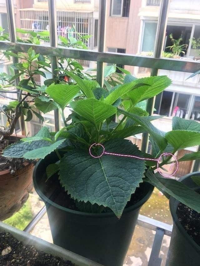 绣球花如何修剪?注意修剪时间,才能花繁叶茂,花色艳丽